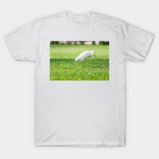 Cattle Egret 8 T-Shirt